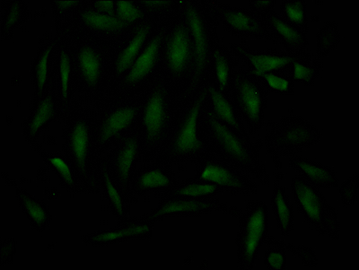 MAD2L2 Antibody