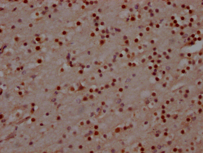 MAD2L2 Antibody