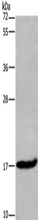 MAFF Antibody