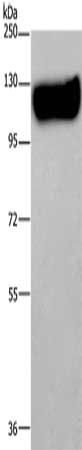 MAG Antibody