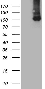 MAG1 Antibody
