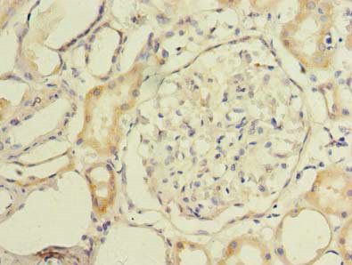 MAOA Antibody