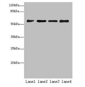 MAOA Antibody