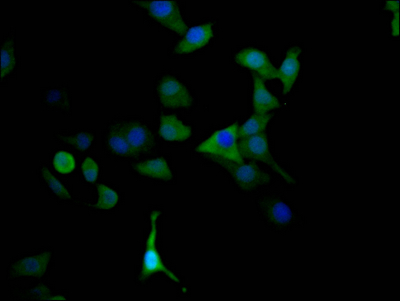 MAOA Antibody