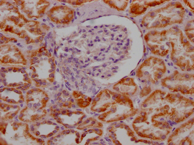MAOA Antibody