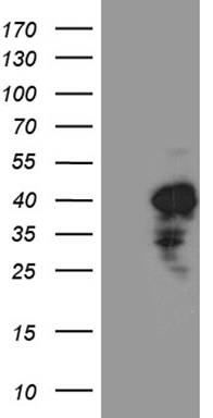 SPAG5 Antibody
