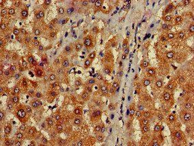 MAP1LC3C Antibody