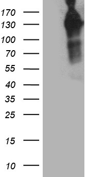 MAP3K13 Antibody