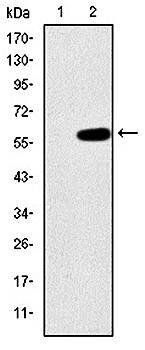 MAP3K2 Antibody