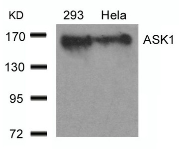 MAP3K5 Antibody