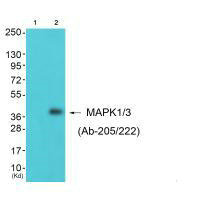 MAPK1/MAPK3 Antibody