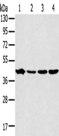 MAPK12 Antibody