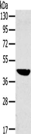 MAPK12 Antibody