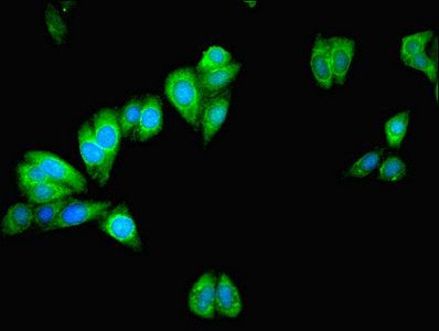 MAPK13 Antibody