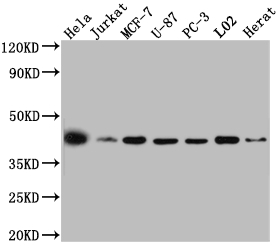 MAPK14 Recombinant Monoclonal Antibody