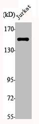 MAPK8IP3 Antibody
