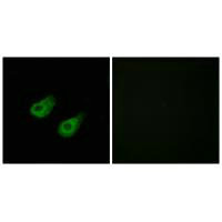MAPK8IP3 Antibody