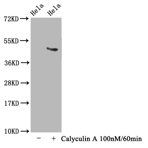 MAPT Antibody