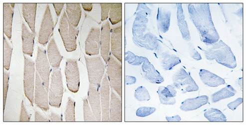 MARCH3 Antibody