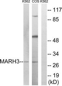 MARCH3 Antibody