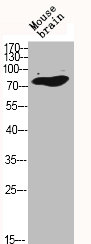 MARK3 Antibody