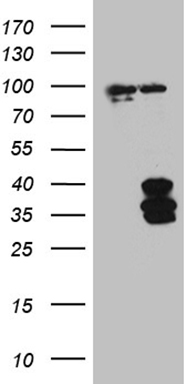 ENOPH1 Antibody