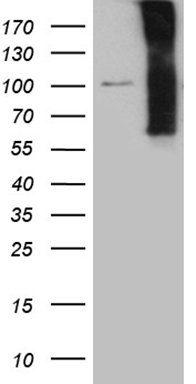 ENOPH1 Antibody