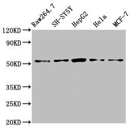 MATN3 Antibody