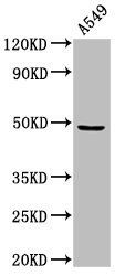 MAZ Antibody