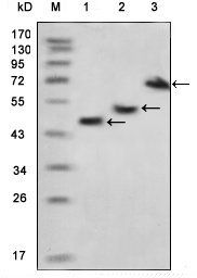 MBP Tag Antibody
