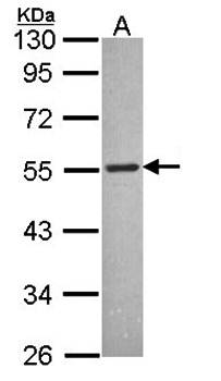 MCHR antibody