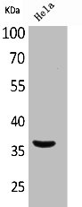 MCL1 Antibody