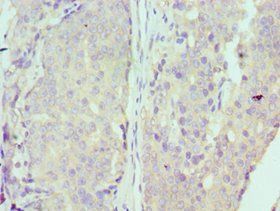 MCM7 Antibody