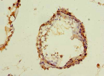 MCM9 Antibody