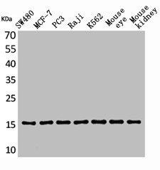 MDK Antibody