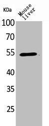 MDM2 Antibody