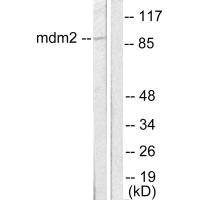 MDM2 Antibody