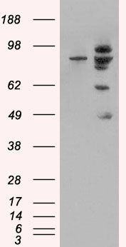MDM2 (isoform) Antibody