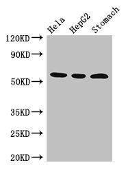 MDM4 Antibody