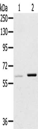 ME1 Antibody