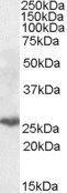Goat anti-MECL1 Antibody