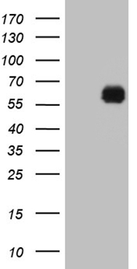 MED15 Antibody