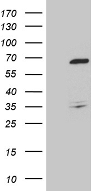 MED15 Antibody