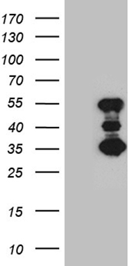 MED15 Antibody