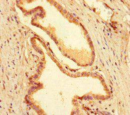 MEIS1 Antibody