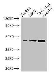 MEIS1 Antibody