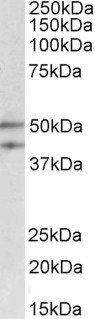 MEIS2 Antibody