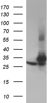 MAP2K2 Antibody