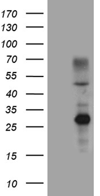 MEOX2 Antibody