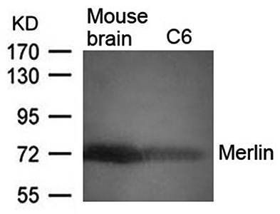 Merlin (Ab-518) Antibody